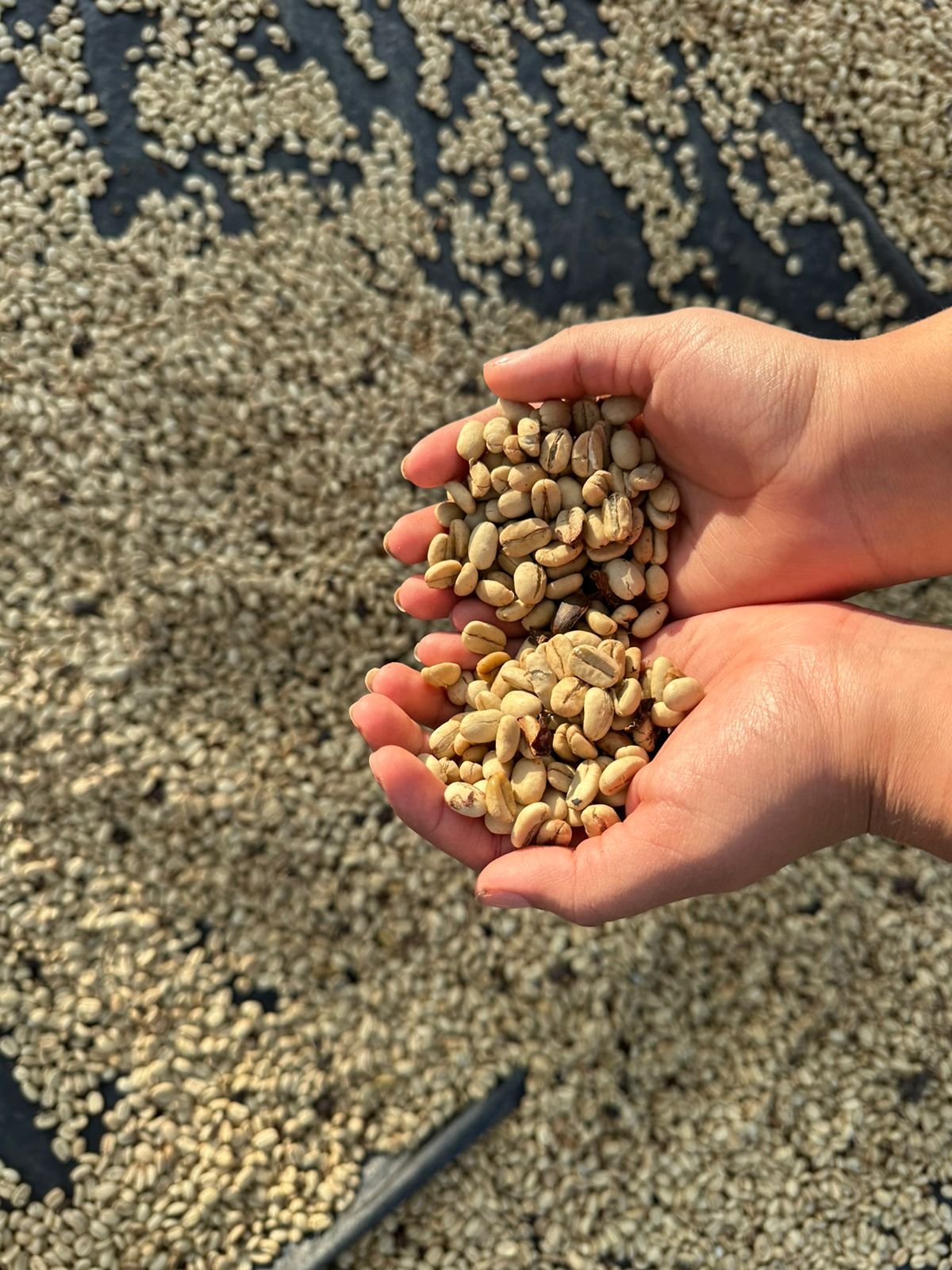 Café de especialidad en pergamino